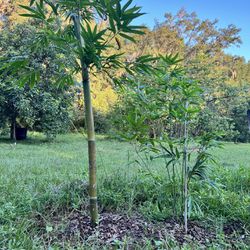 Blue Timber Clumping Bamboo