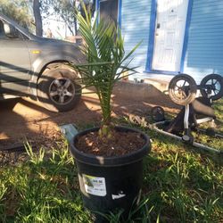 Canary Island Palm 