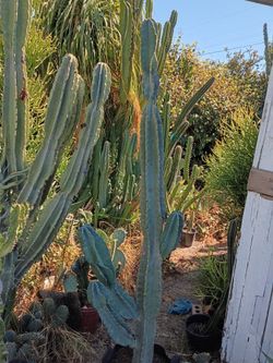 Blue Peruvian Apple cactus Blanchard
