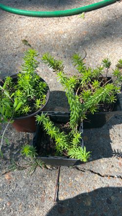 Plants
