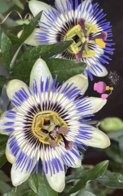 Pasiflora Cerulea Big Plant  