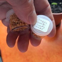 Dragon Breath Hot Pepper Seeds. Hottest In The World.