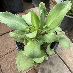 Kalanchoe plants ready for transplanting, medicinal spider plant, $20 Each Price Firm