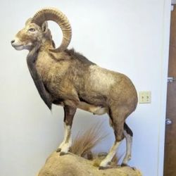 Full-Body Taxidermy Ram on Wheeled Mount