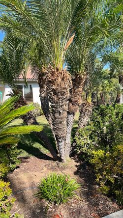 Palm trees
