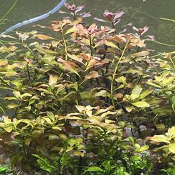 Live Fish Tank Aquarium Plant Ludwigia 