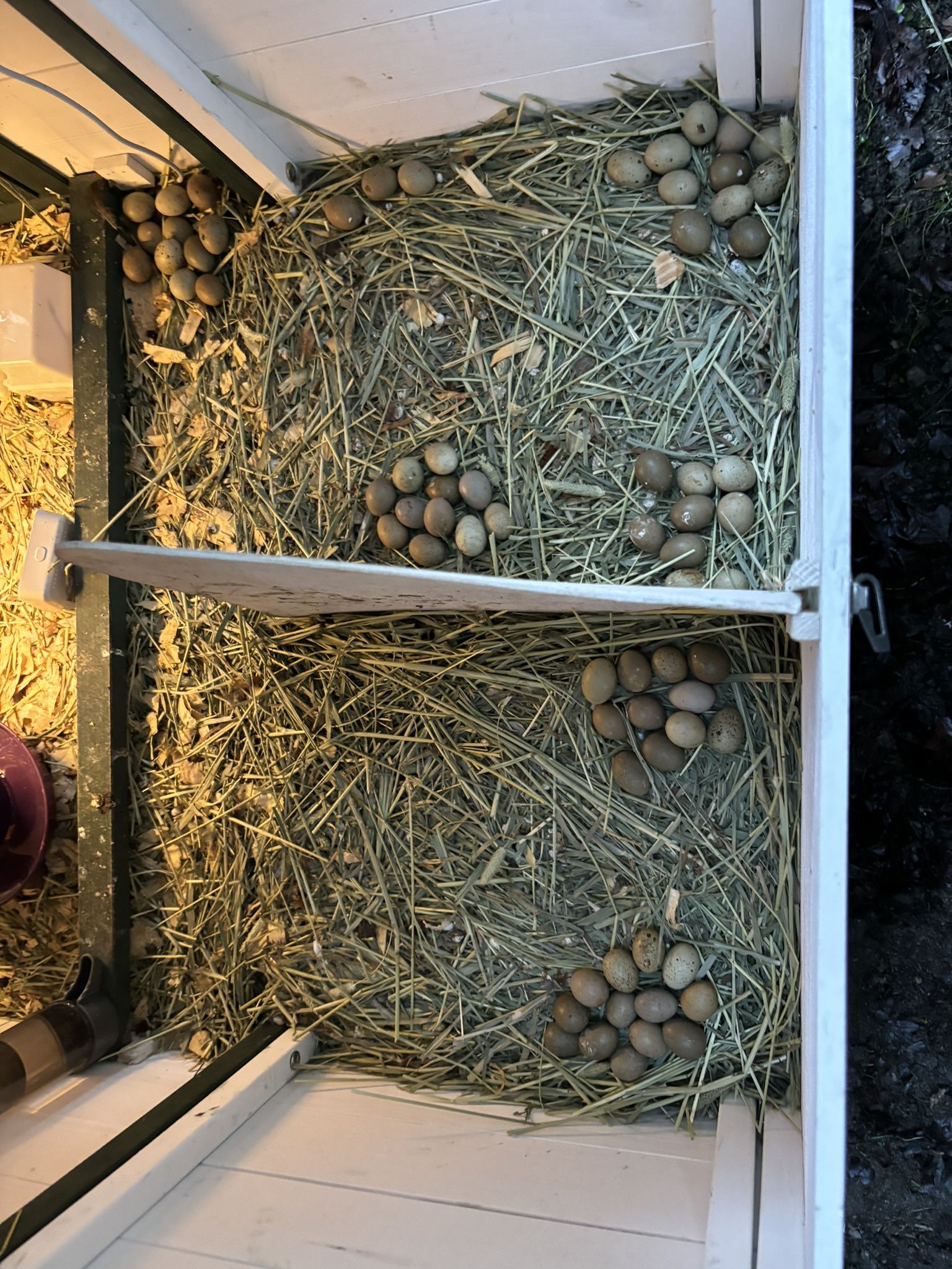 Quail Eggs