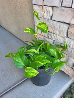 🏡 Beautiful Bushy Golden Pothos Houseplant 🪴 Large Indoor Plant for Home & Office