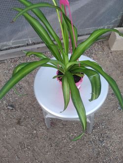 Spider Plant 4" Nursery Pot