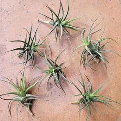 10 Cute Air plants (apx 2”-3”)