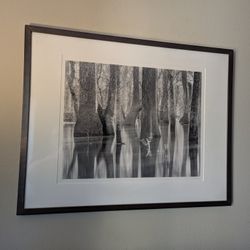 Elegant Framed Black and White Forest Photo - 29 x 23"