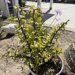 Green Plant