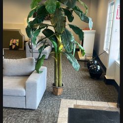 Tall Corner Plant