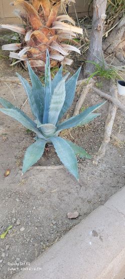 Agave Plant