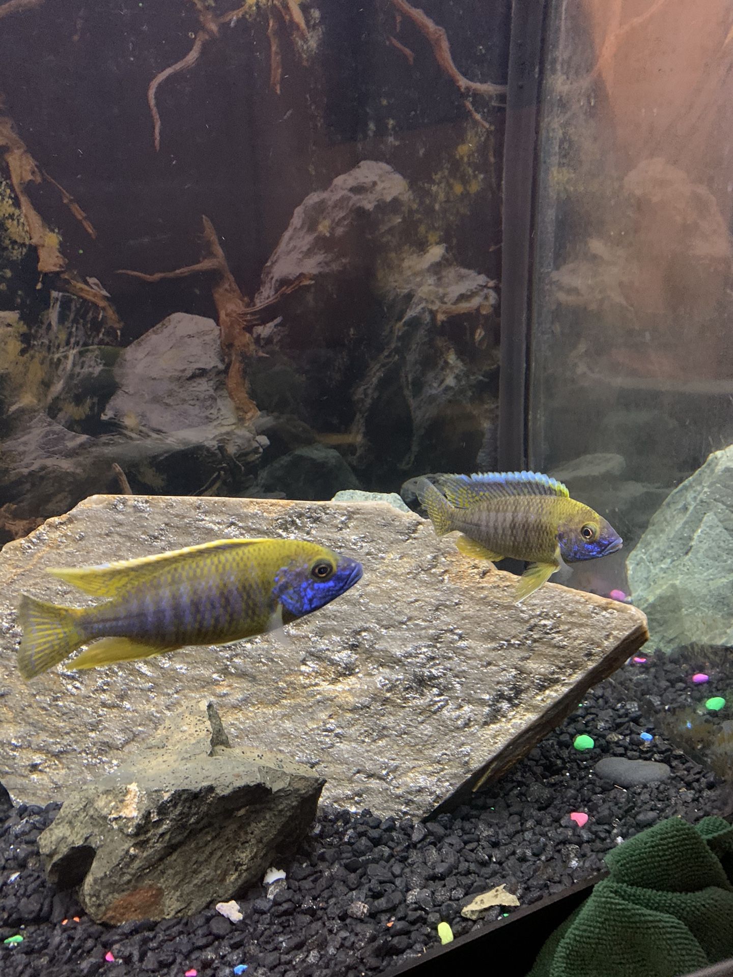 African Cichlid