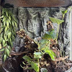 Vivarium/Terrarium Tank