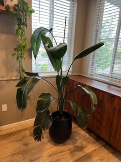 Bird of Paradise Potted Plant