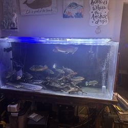 250 Acrylic Fish Tank