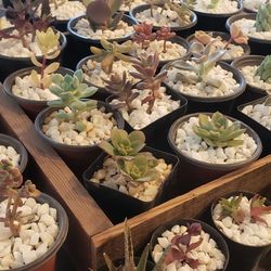 Succulent SALE Today 11/07/21 