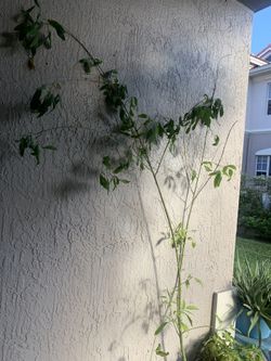 Moringa Plant