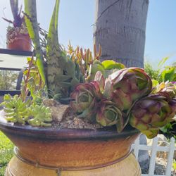 Beautiful Succulent Pot 🪴