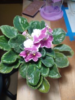 Violet Plants.