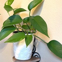 Philodendron  House Plant In Textured Ceramic Pot 5.5"H.