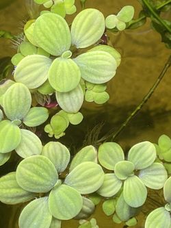 Floating Plant Value Pack 