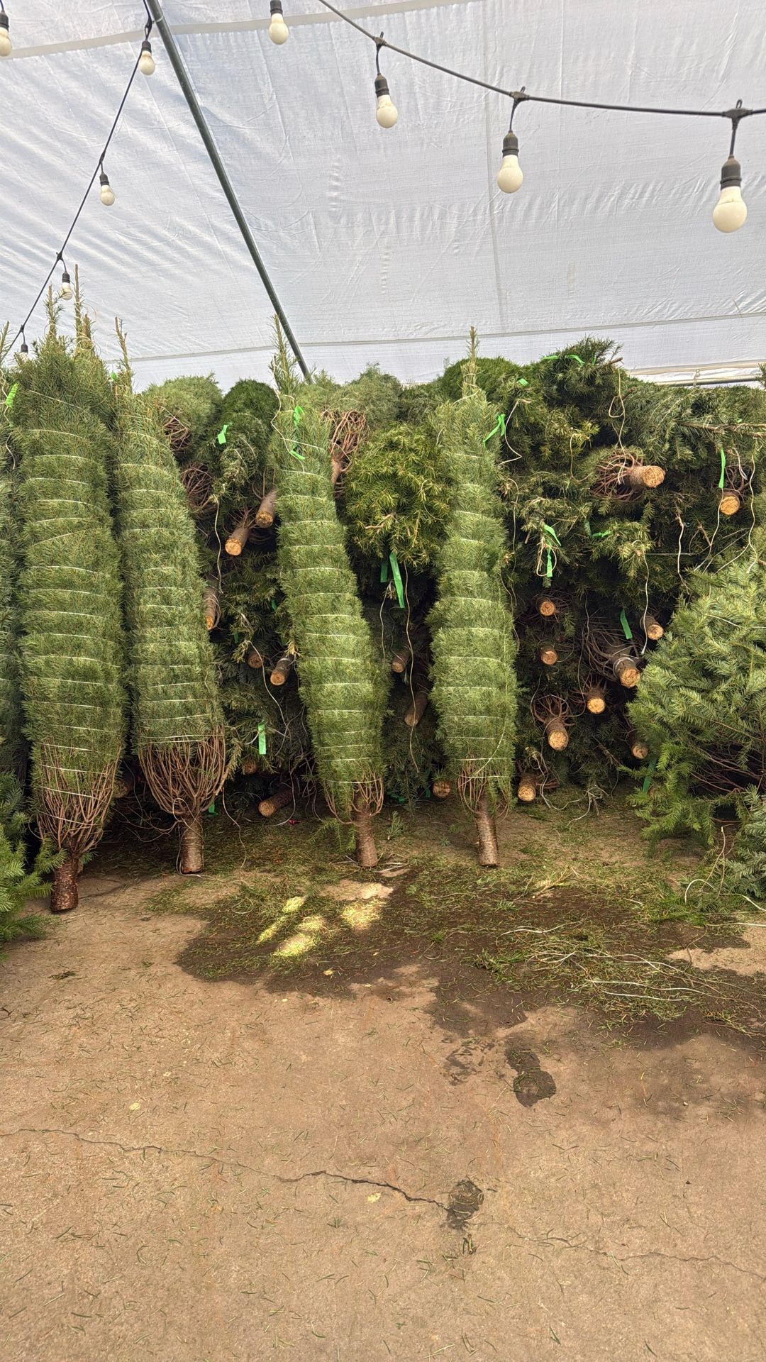 $60 douglas Fir 7/8ft 