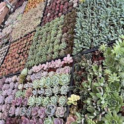 2” Succulents $1.35 Each $63 For Tray Of 64 Plants 