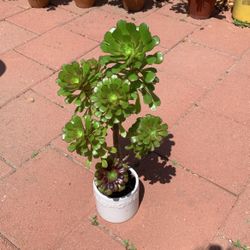 Black Rose Succulent In Ceramic White Pot 