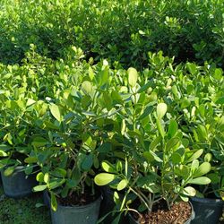 Clusia 7gl 2.5-3ft Privacy Hedge Plants $13