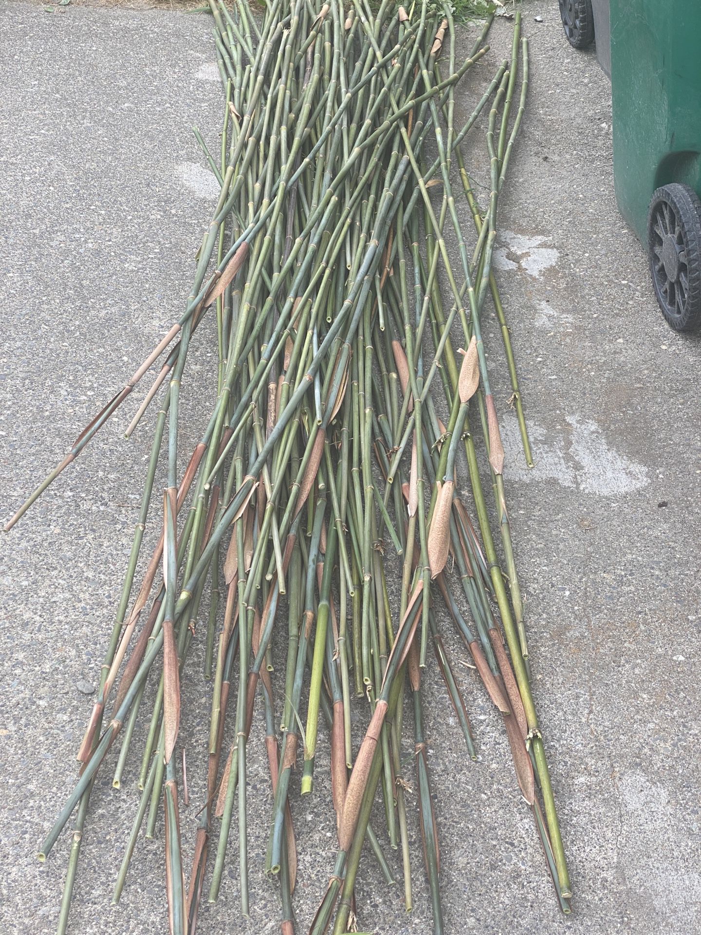 Bamboo Stakes for Plants