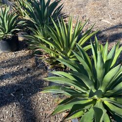 Agave