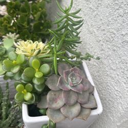 Hermosas Suculentas