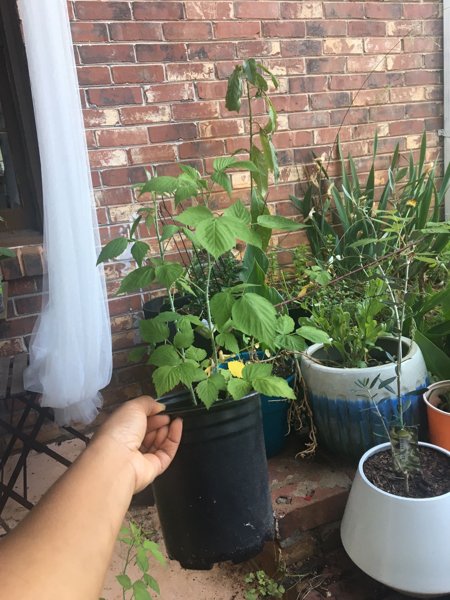 Cumberland Black Raspberry Plant