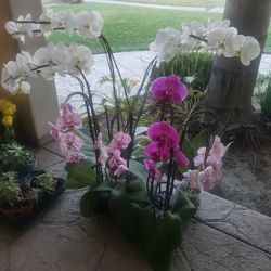 Orchids