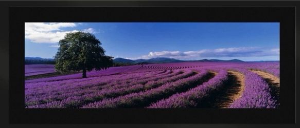 Peter Lik Lavender Sea