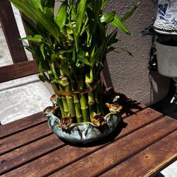 Buy Bamboo Plants For Sale