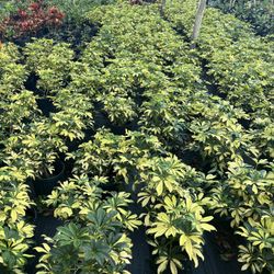 Plants 