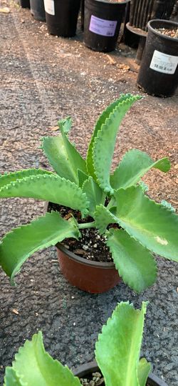 Mother Of Thousands  Plant