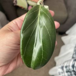 Hoya Hellwigiana
