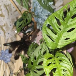 Monstera Swiss Cheese 