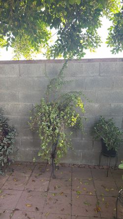 Elephant bush/ planta de moneditas