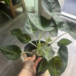Alocasia Plant