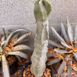 Totem Pole Cactus Live Plant Mykleyanus Lophocereus Pachycereus 