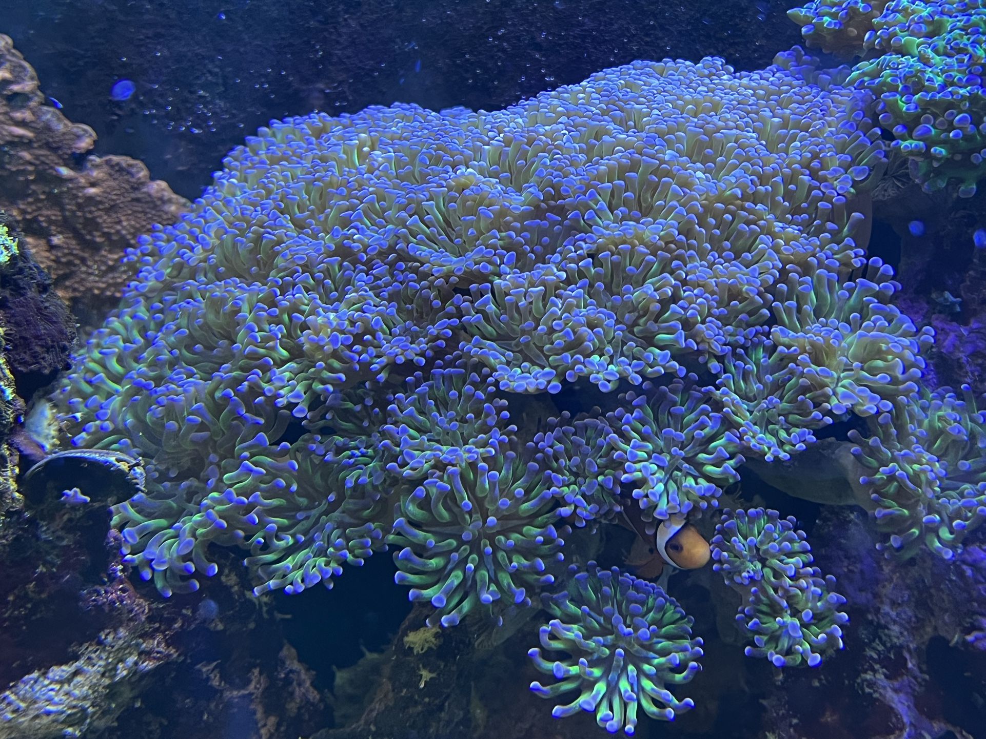 Live Corals
