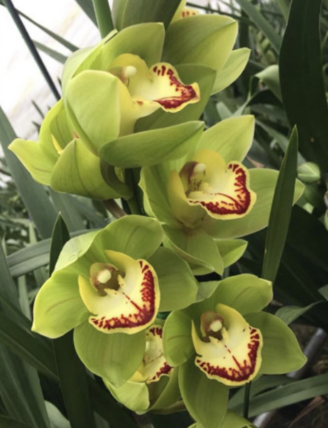 Cymbidium Orchids Big Pots From $48 And Up Địa Lan To