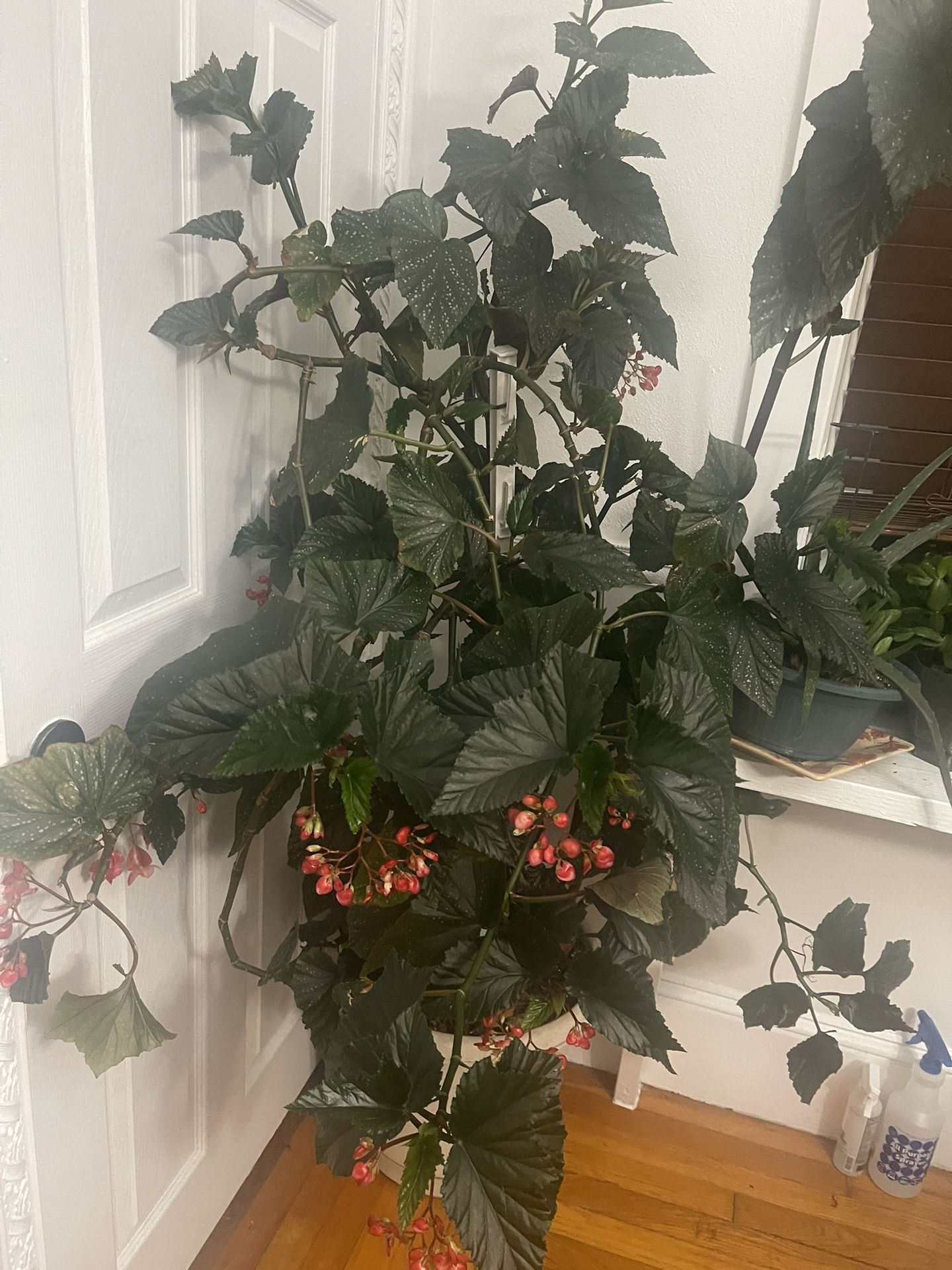 Begonia
