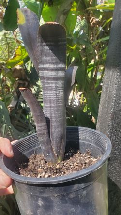 Bromeliad Billbergia "DARTH VADER" Tropical Plant